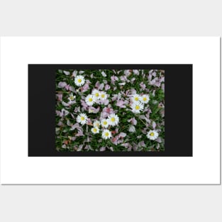 Daisy blooming Cherry blossom flower petals on the grass Posters and Art